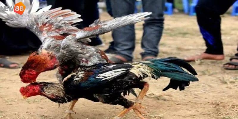 Giới thiệu về lối đá hồi mã thương
