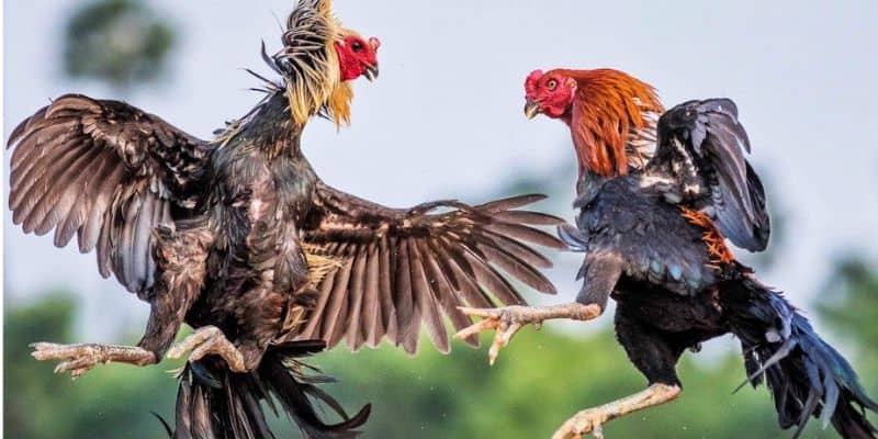 Tận hưởng vô số giải đấu hấp dẫn trên thế giới